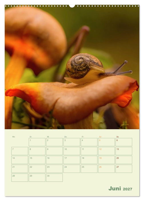 Waldmomente (CALVENDO Wandkalender 2027)