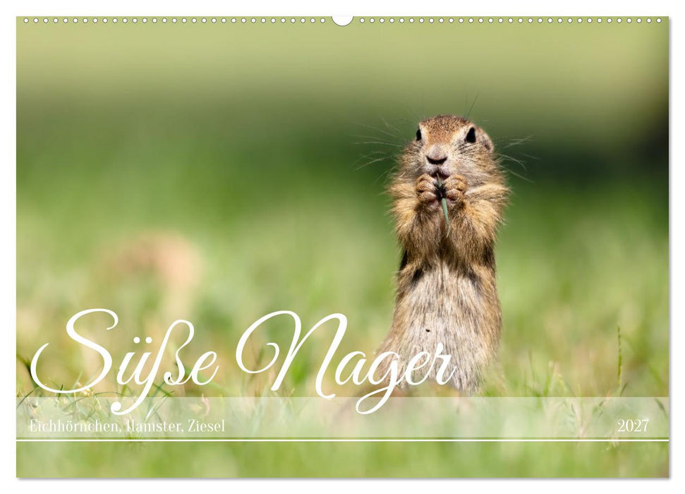 Süße Nager (CALVENDO Wandkalender 2027)