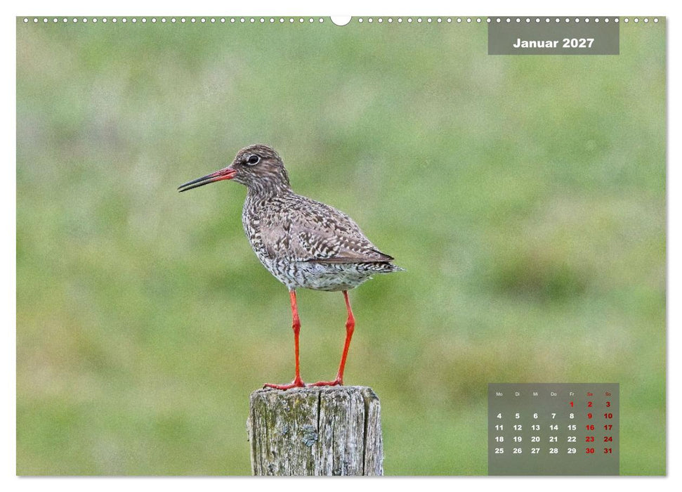 Naturparadies Nordstrand und Beltringharder Koog (CALVENDO Wandkalender 2027)