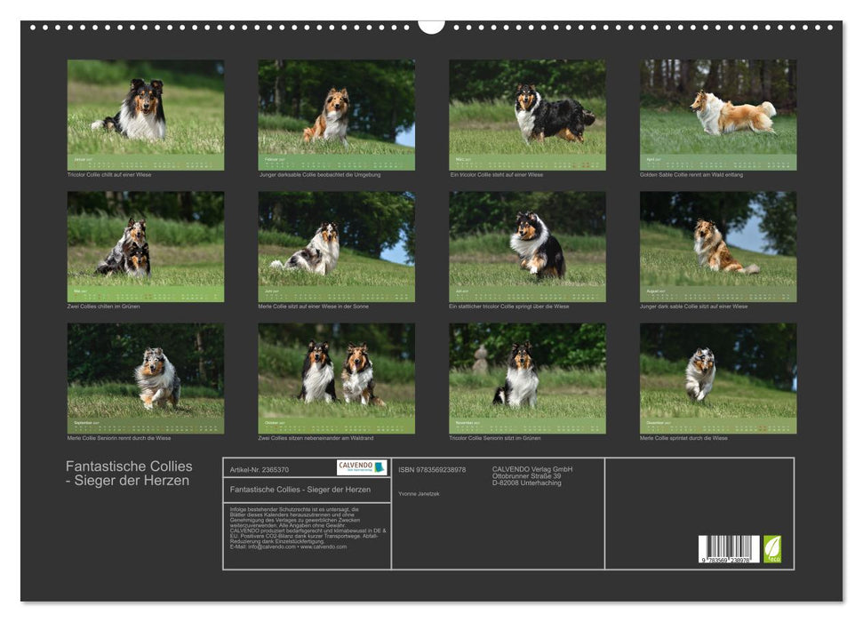 Fantastische Collies - Sieger der Herzen (CALVENDO Wandkalender 2027)