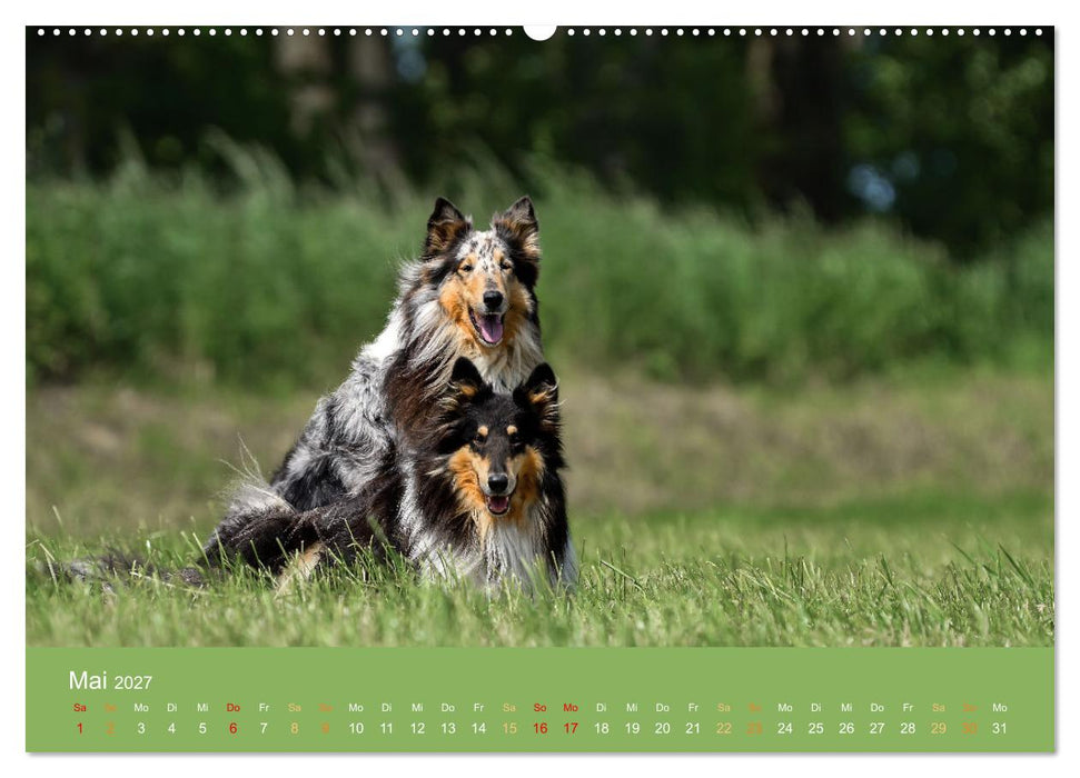 Fantastische Collies - Sieger der Herzen (CALVENDO Wandkalender 2027)