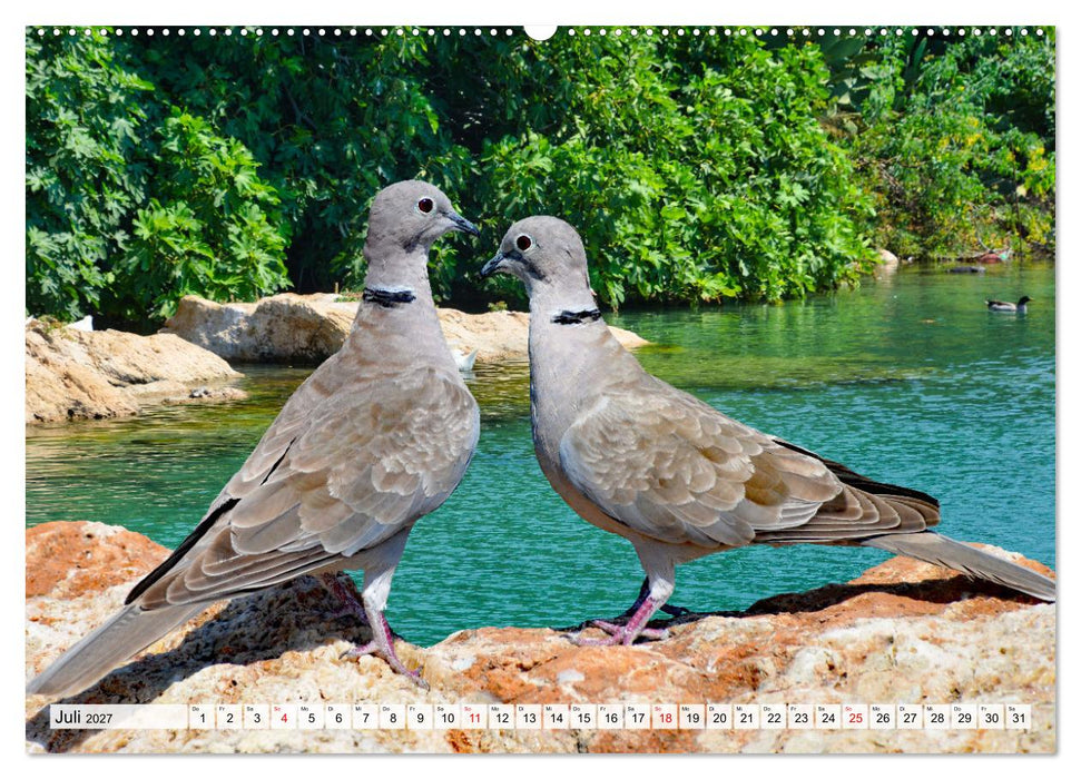 Wer gurrt denn da? (CALVENDO Premium Wandkalender 2027)