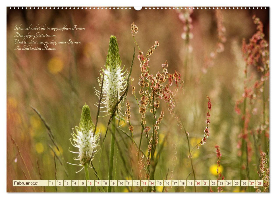 Sommergräser (CALVENDO Wandkalender 2027)