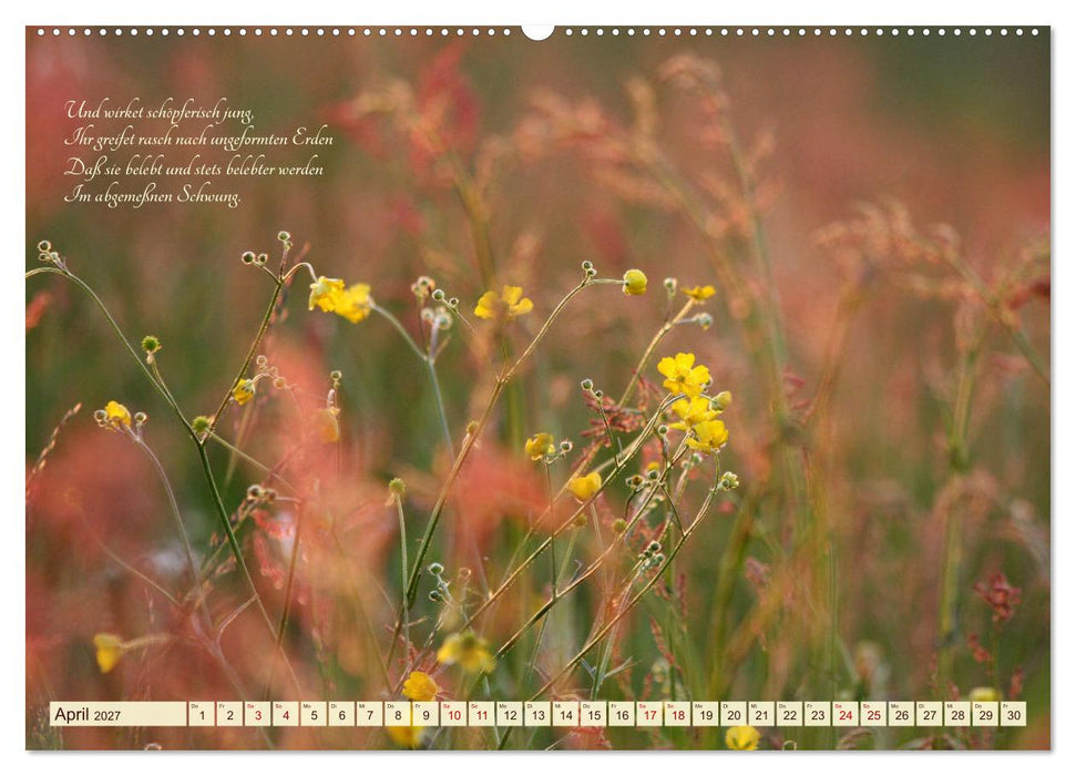 Sommergräser (CALVENDO Wandkalender 2027)