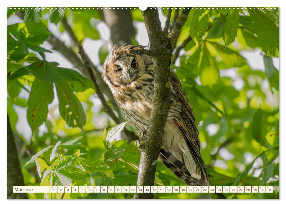 Eulen in Franken (CALVENDO Premium Wandkalender 2027)