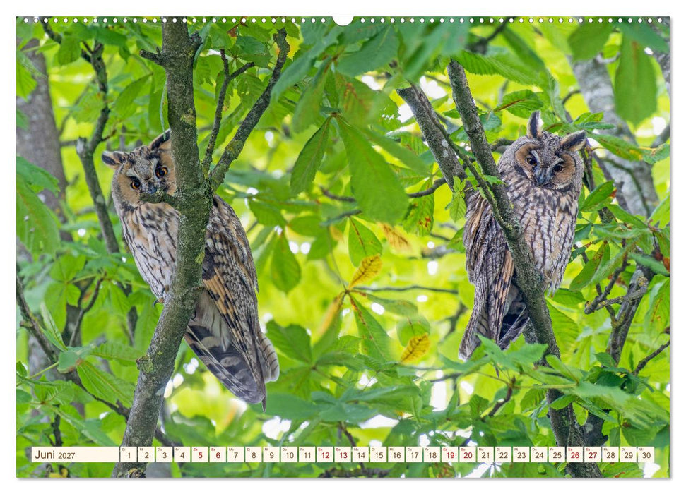 Eulen in Franken (CALVENDO Premium Wandkalender 2027)