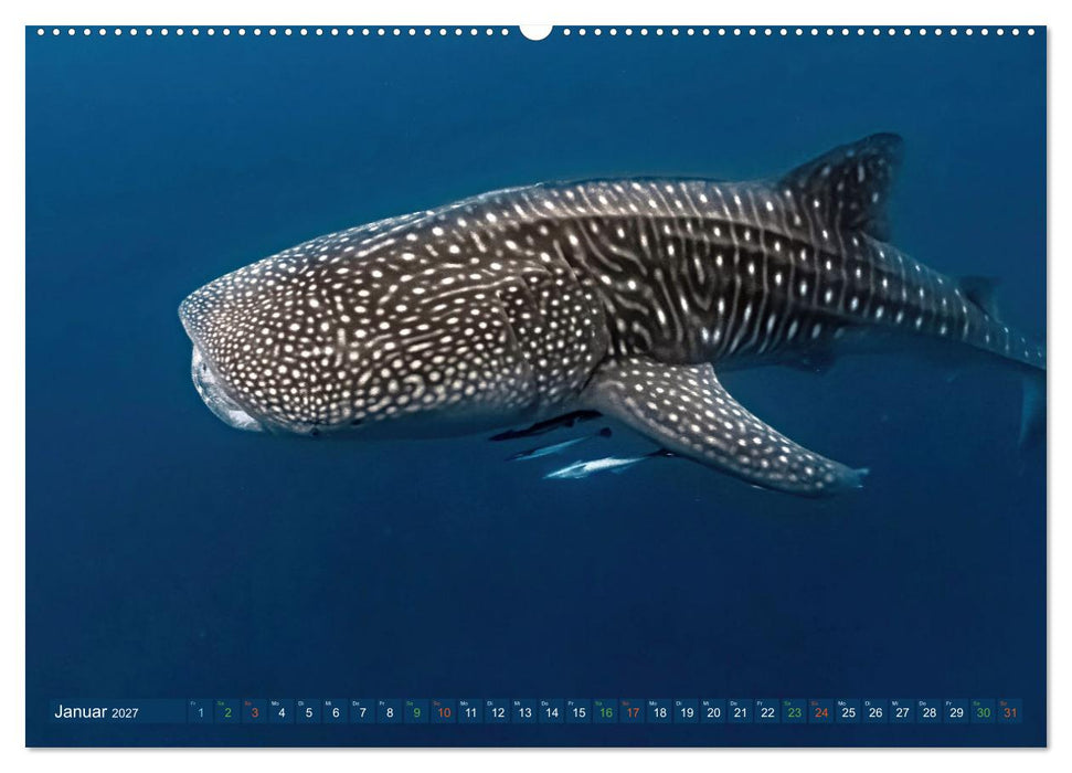 Big Five Australiens Buckelwal, Walhai, Orca, Quokka,Känguru (CALVENDO Wandkalender 2027)