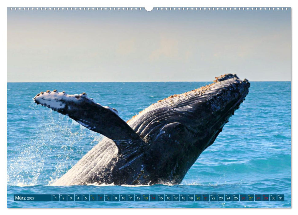 Big Five Australiens Buckelwal, Walhai, Orca, Quokka,Känguru (CALVENDO Wandkalender 2027)