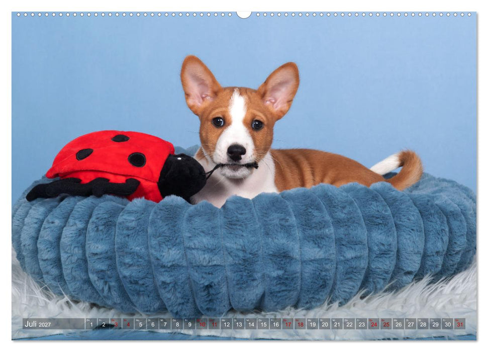 Basenji-Schönheiten (CALVENDO Premium Wandkalender 2027)