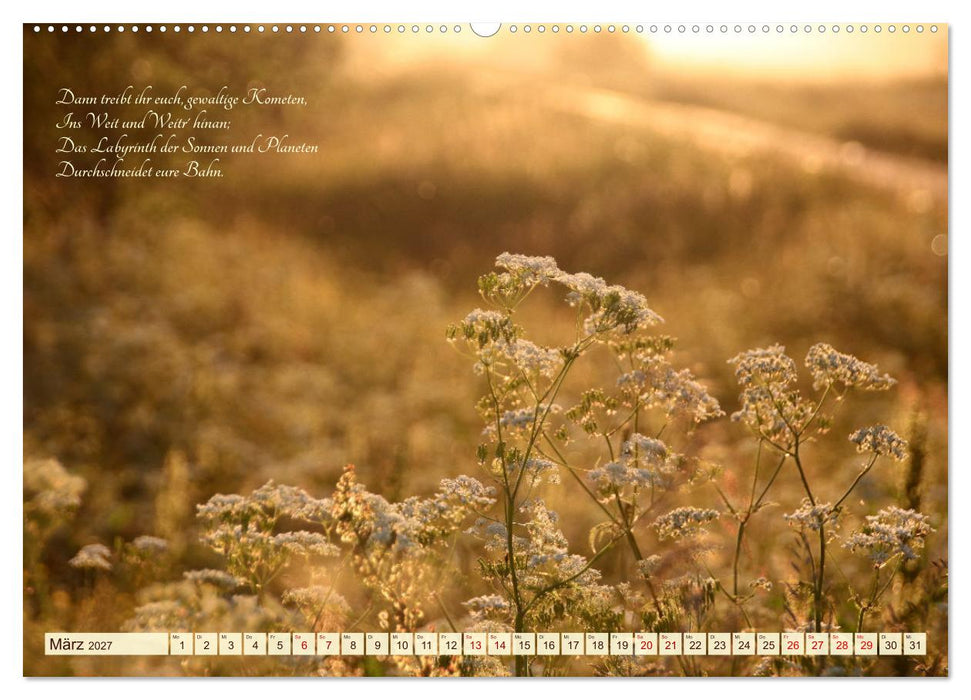 Sommergräser (CALVENDO Premium Wandkalender 2027)