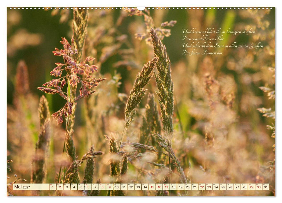 Sommergräser (CALVENDO Premium Wandkalender 2027)