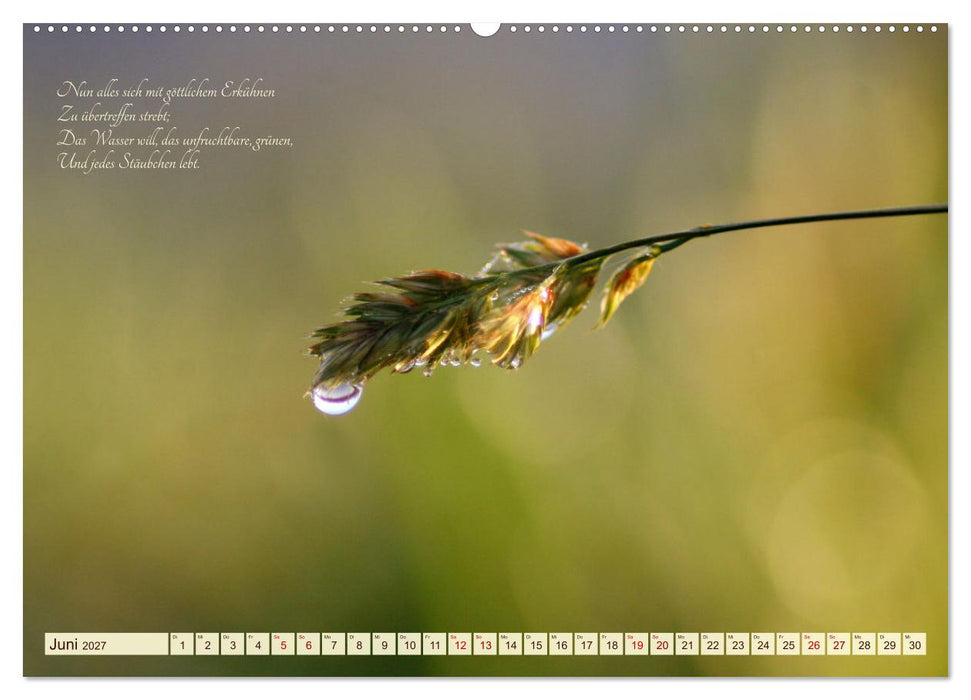 Sommergräser (CALVENDO Premium Wandkalender 2027)