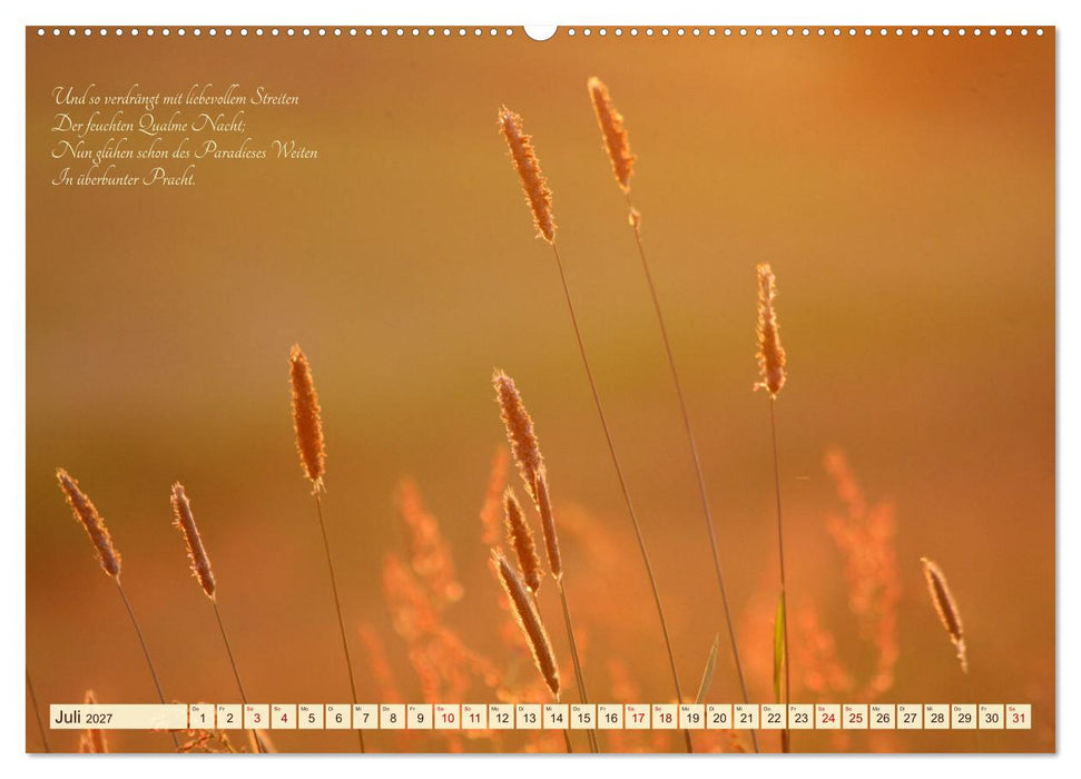 Sommergräser (CALVENDO Premium Wandkalender 2027)