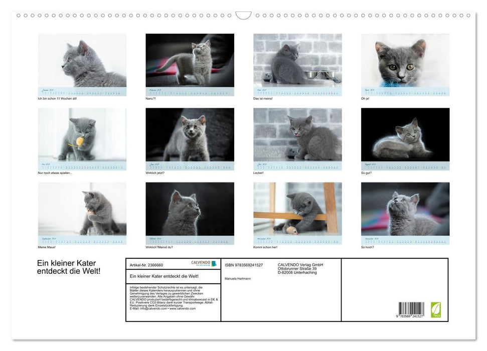 Ein kleiner Kater entdeckt die Welt! (CALVENDO Wandkalender 2027)