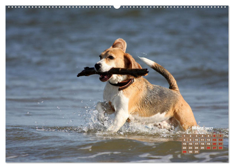 Ein Dalmatiner und ein Beagle - Auf der maritimen Jagd nach dem weltbesten Stock (CALVENDO Wandkalender 2027)