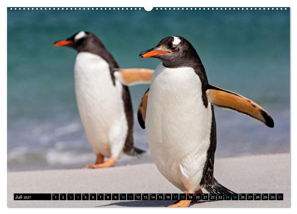Big Five aus dem Ozean Hai, Delphin, Wal, Robbe, Pinguin (CALVENDO Premium Wandkalender 2027)