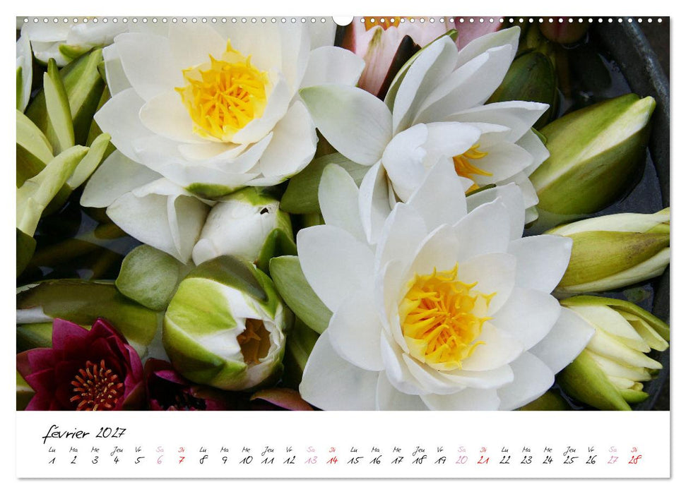 Nénuphars enchanteurs (CALVENDO Calendrier supérieur 2027)