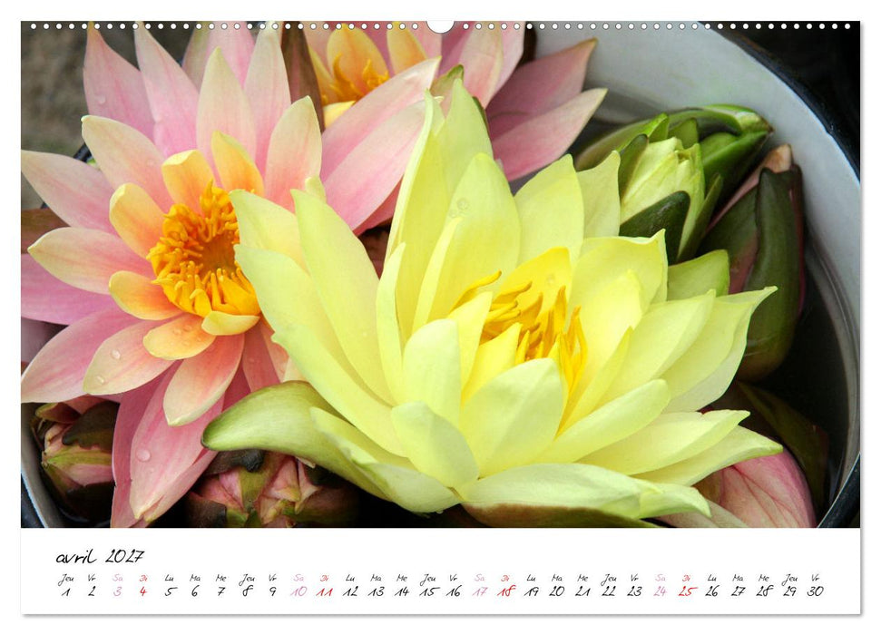 Nénuphars enchanteurs (CALVENDO Calendrier supérieur 2027)