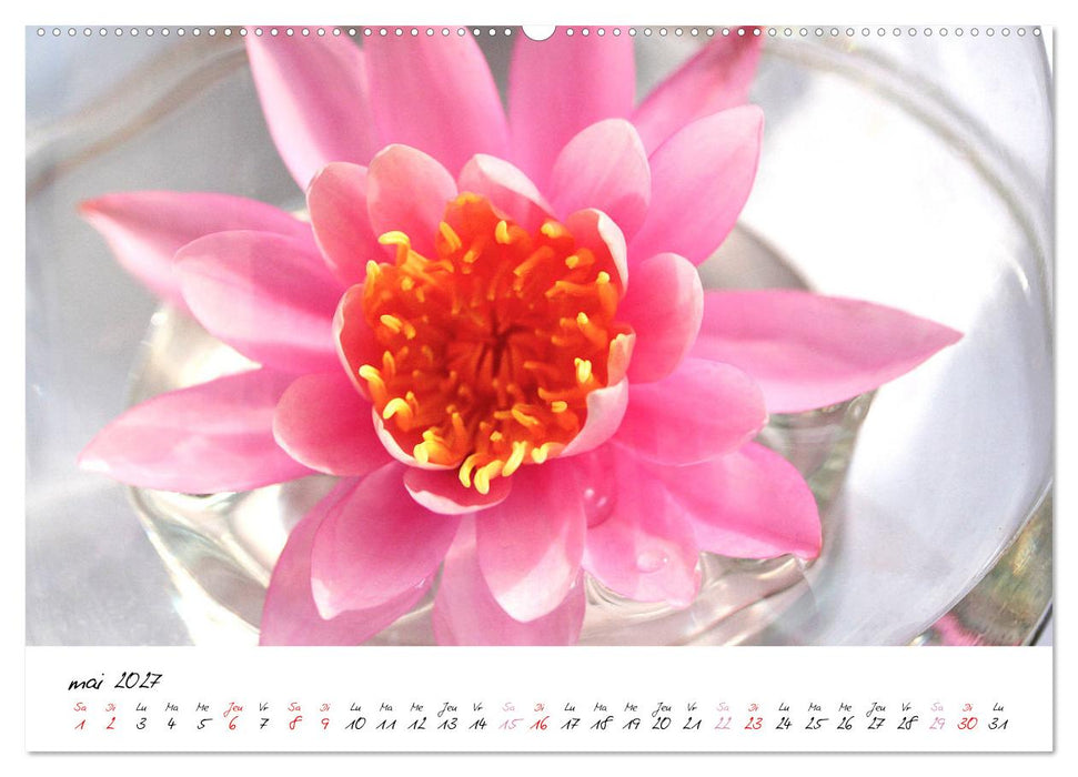 Nénuphars enchanteurs (CALVENDO Calendrier supérieur 2027)