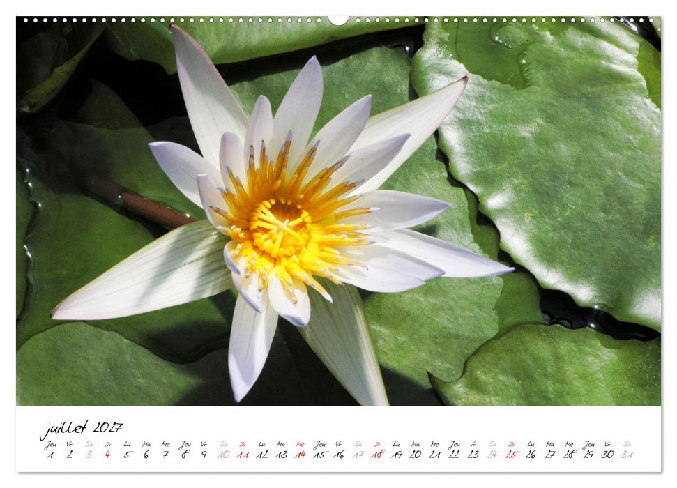Nénuphars enchanteurs (CALVENDO Calendrier supérieur 2027)