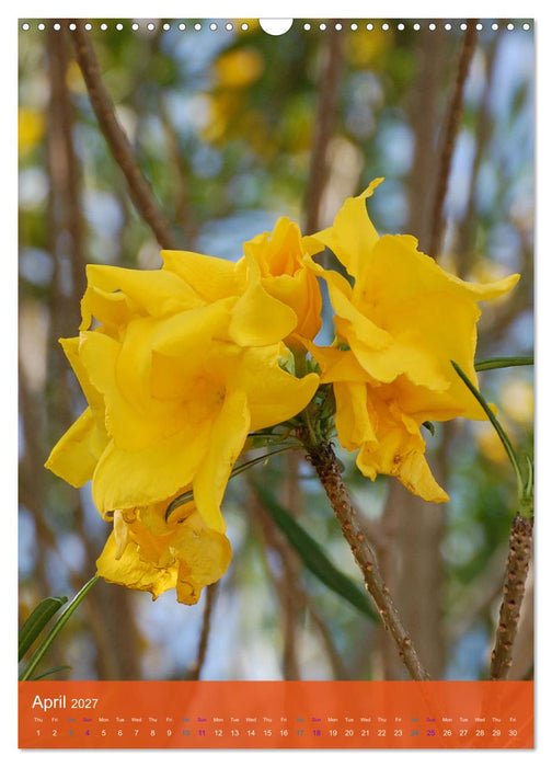 Mexican Garden Flowers - Aguascalientes (CALVENDO Monthly Calendar 2027)