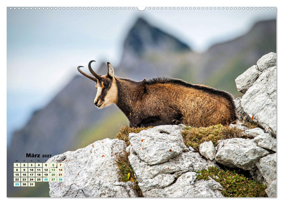 Big Five der Alpen Gämse, Steinbock, Murmeltier, Steinadler, Bartgeier (CALVENDO Wandkalender 2027)