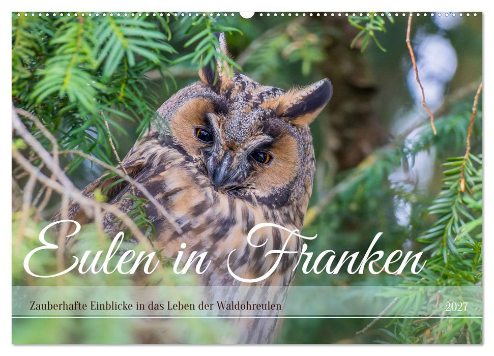 Eulen in Franken (CALVENDO Wandkalender 2027)