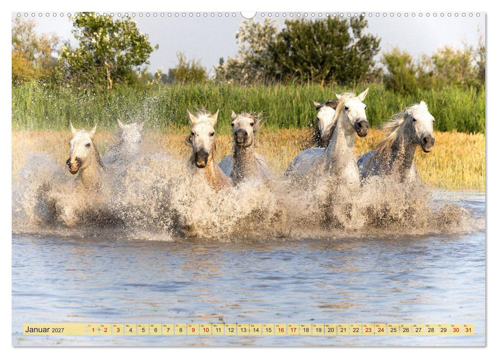 Die wilden Pferde der Camargue (CALVENDO Premium Wandkalender 2027)