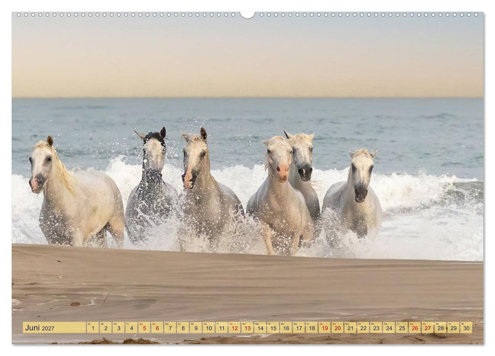 Die wilden Pferde der Camargue (CALVENDO Premium Wandkalender 2027)