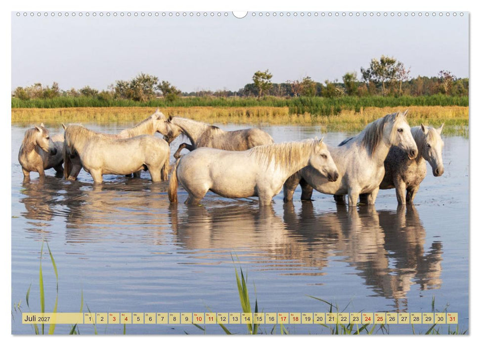 Die wilden Pferde der Camargue (CALVENDO Premium Wandkalender 2027)