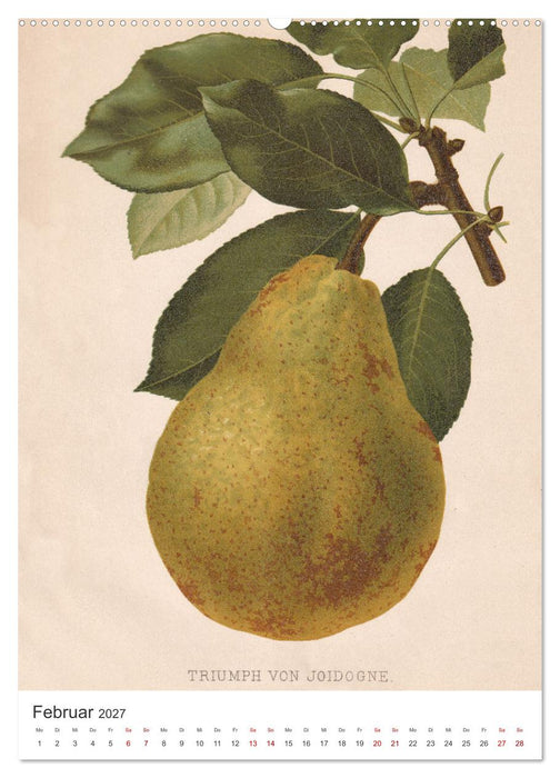 Alte Obstsorten - Birnen 2027 (CALVENDO Wandkalender 2027)