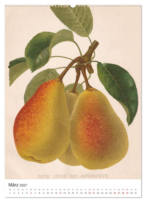Alte Obstsorten - Birnen 2027 (CALVENDO Premium Wandkalender 2027)