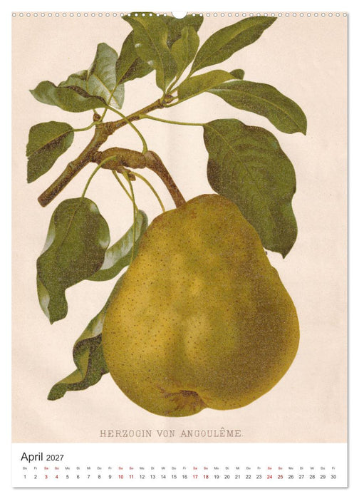 Alte Obstsorten - Birnen 2027 (CALVENDO Premium Wandkalender 2027)