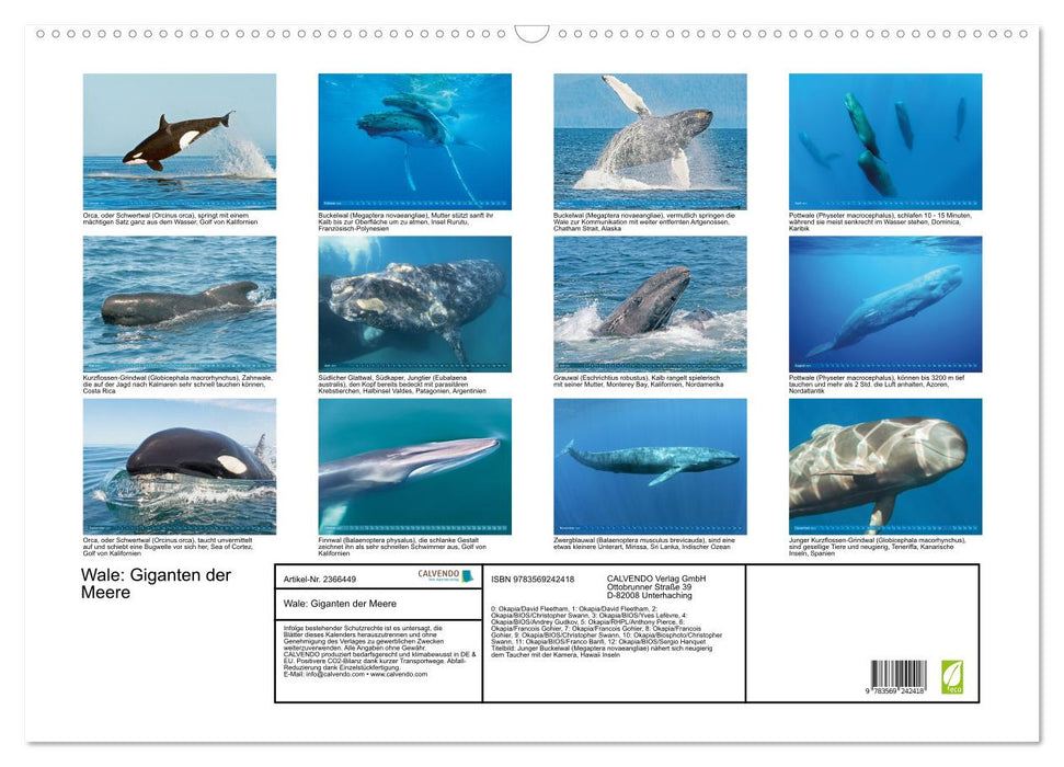 Wale: Giganten der Meere (CALVENDO Wandkalender 2027)