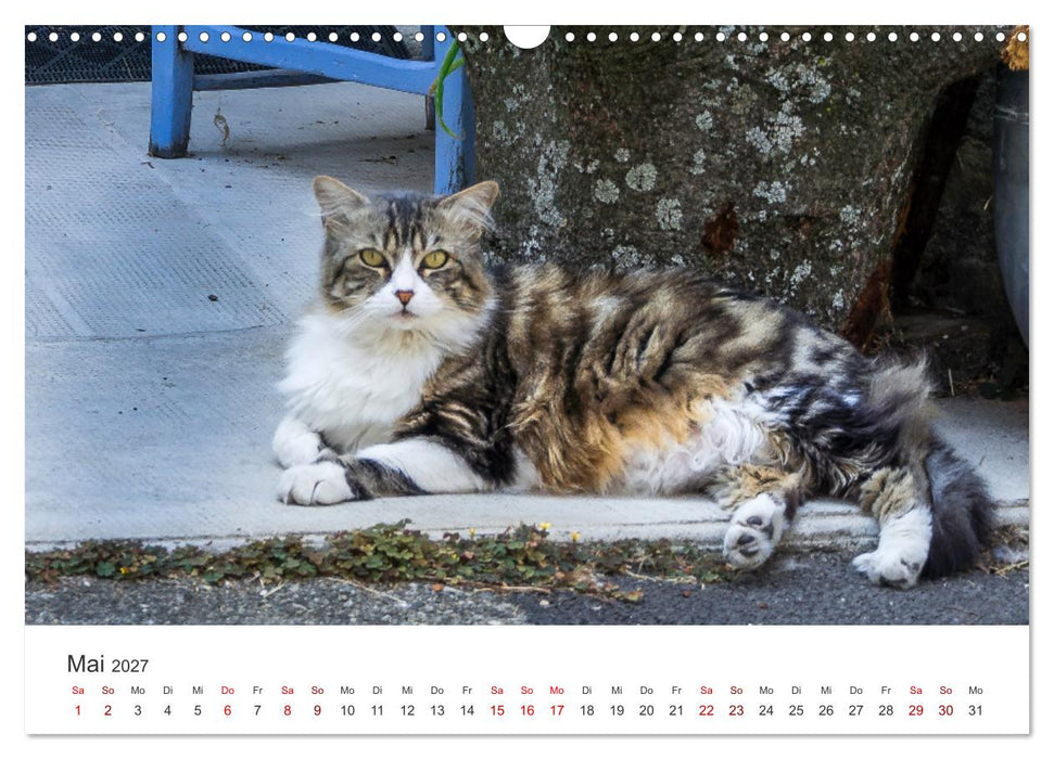 Impressionen der Provence (CALVENDO Wandkalender 2027)