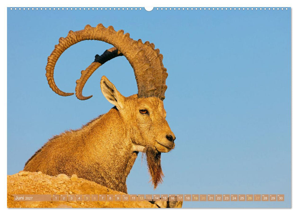 Auf Entdeckertour in Israel (CALVENDO Wandkalender 2027)