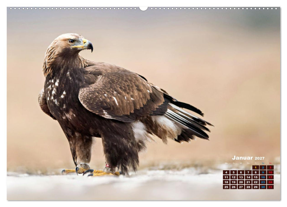 Big Five der Alpen Gämse, Steinbock, Murmeltier, Steinadler, Bartgeier (CALVENDO Premium Wandkalender 2027)