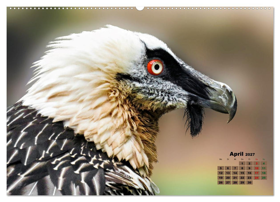Big Five der Alpen Gämse, Steinbock, Murmeltier, Steinadler, Bartgeier (CALVENDO Premium Wandkalender 2027)