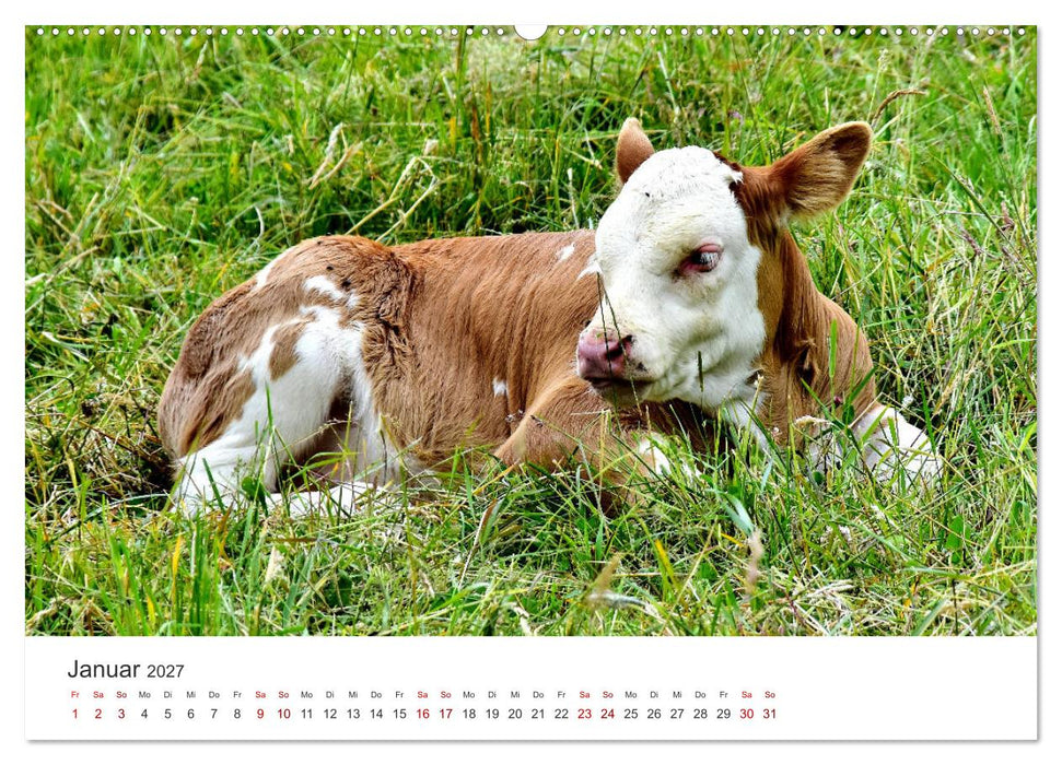 Kälber - Kleine Herzensbrecher auf den Wiesen (CALVENDO Wandkalender 2027)