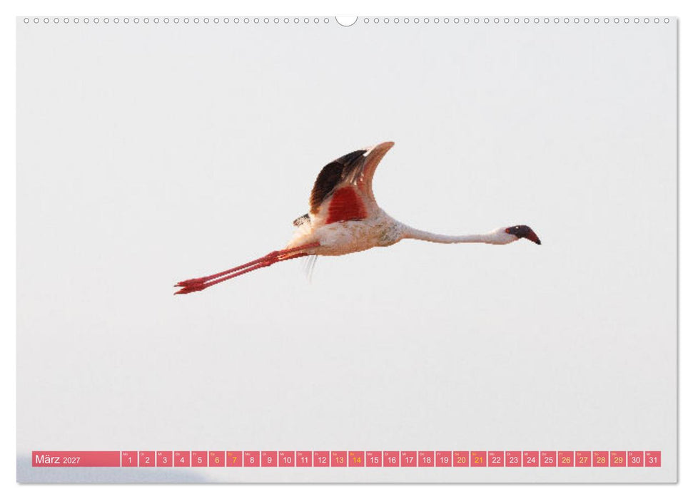 Flamingos am Lake Bogoria - Kenia (CALVENDO Wandkalender 2027)