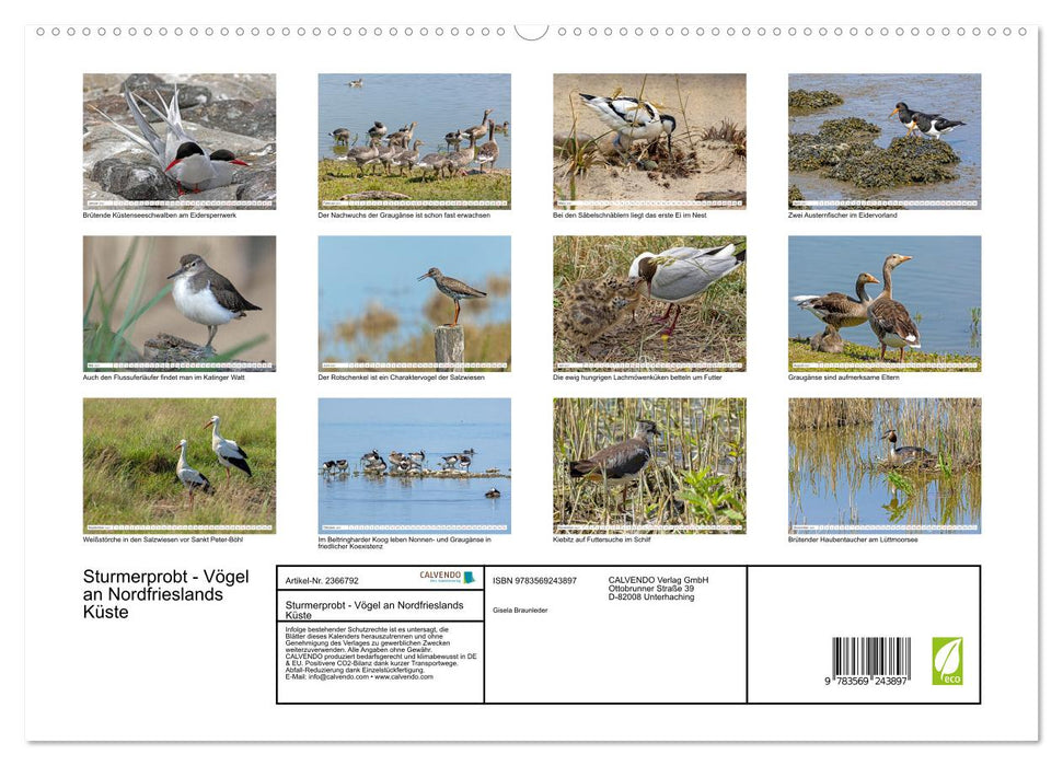 Sturmerprobt - Vögel an Nordfrieslands Küste (CALVENDO Premium Wandkalender 2027)
