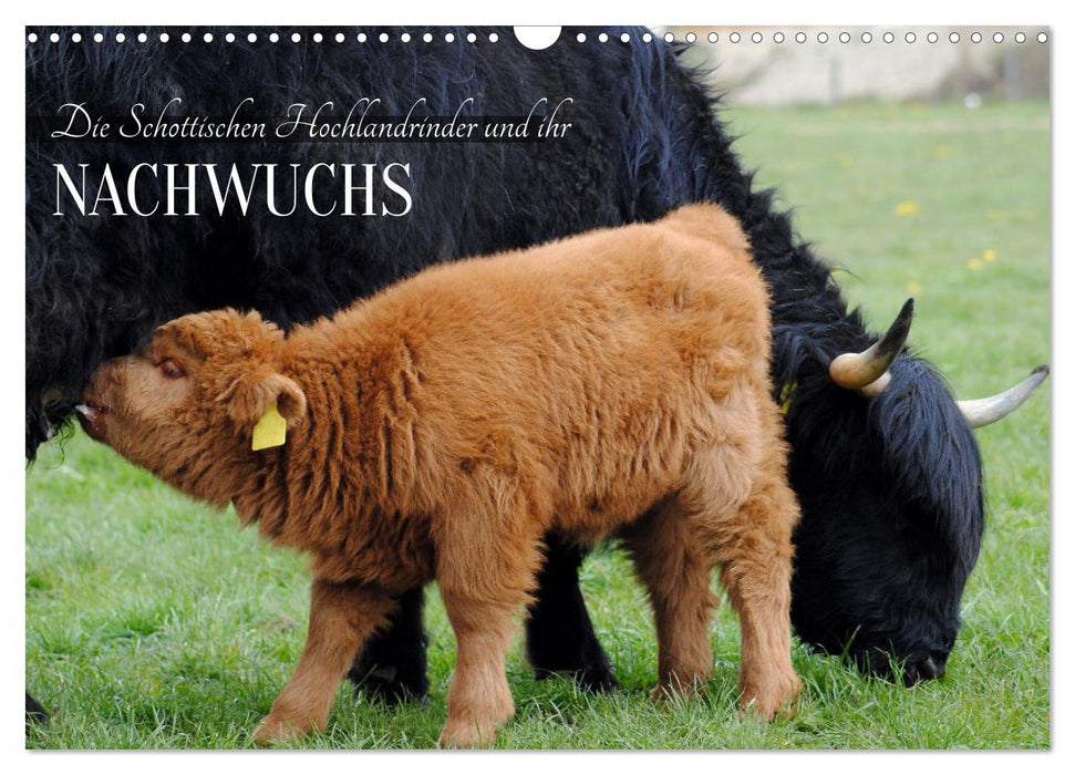 Die Schottischen Hochlandrinder und ihr Nachwuchs (CALVENDO Wandkalender 2027)