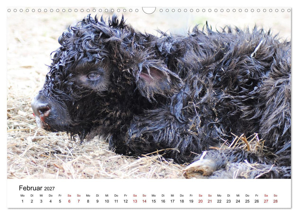 Die Schottischen Hochlandrinder und ihr Nachwuchs (CALVENDO Wandkalender 2027)