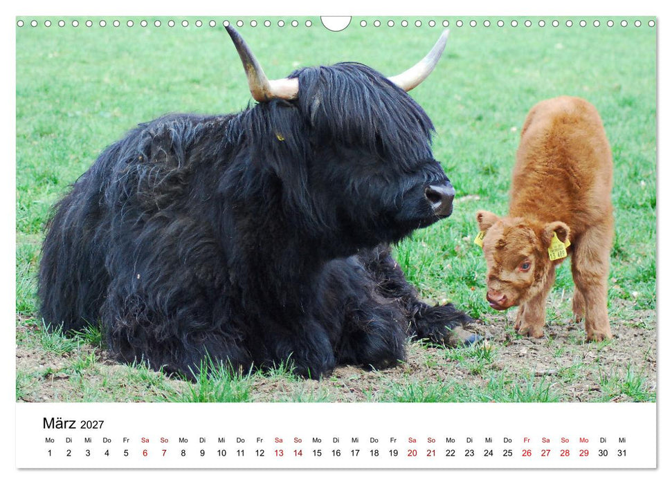 Die Schottischen Hochlandrinder und ihr Nachwuchs (CALVENDO Wandkalender 2027)
