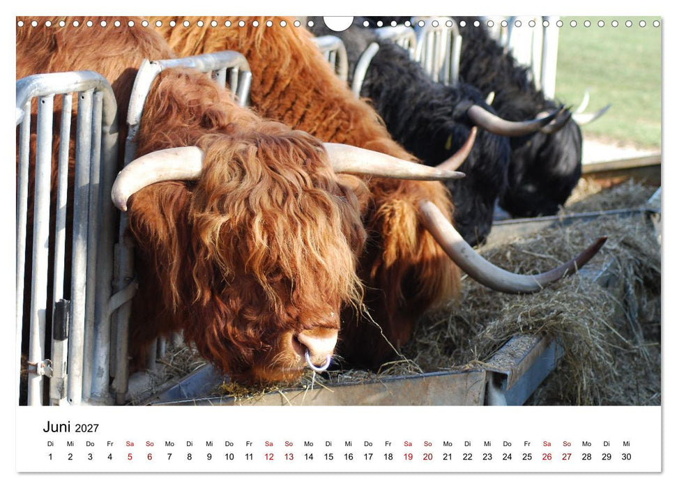 Die Schottischen Hochlandrinder und ihr Nachwuchs (CALVENDO Wandkalender 2027)