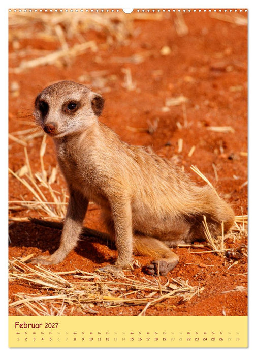 Erdmännchen - Eine Kolonie in der Kalahari (CALVENDO Wandkalender 2027)