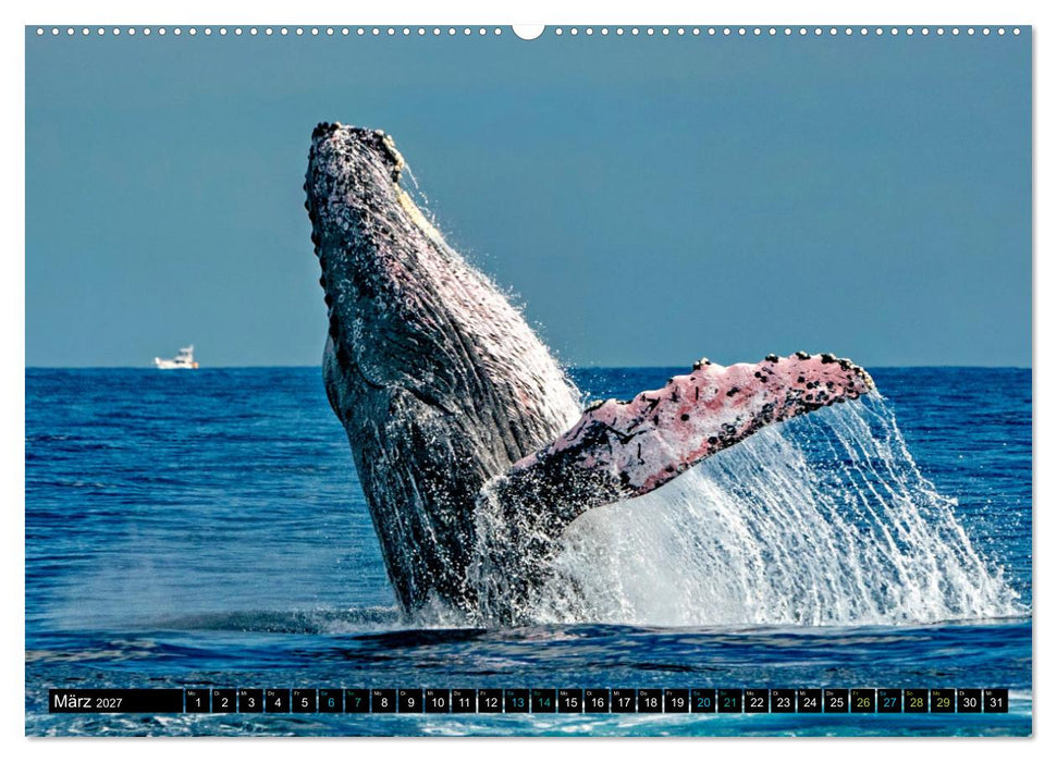 Big Five aus dem Ozean Hai, Delphin, Wal, Robbe, Pinguin (CALVENDO Wandkalender 2027)