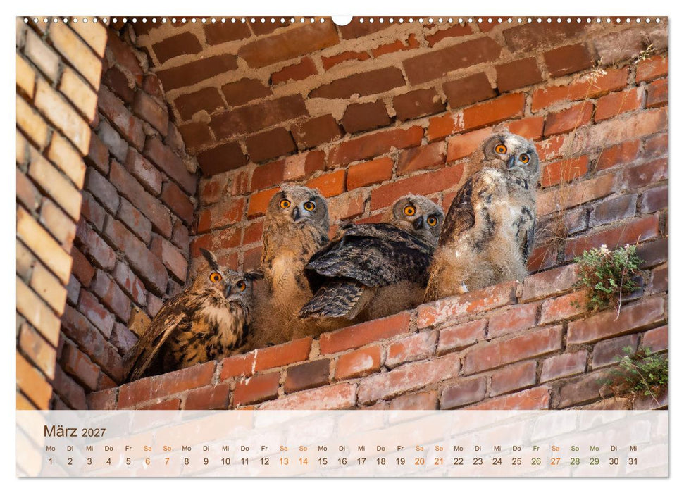 Uhu Highlights (CALVENDO Premium Wandkalender 2027)