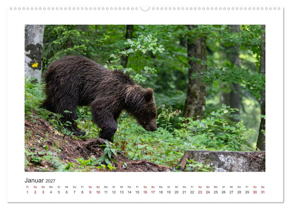 Slowenien - Wilde Bären und zauberhafte Natur (CALVENDO Wandkalender 2027)