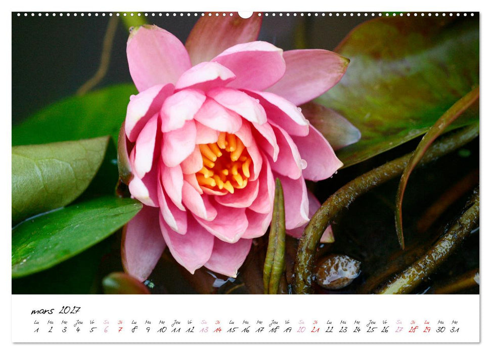 Nénuphars enchanteurs (CALVENDO Calendrier mensuel 2027)